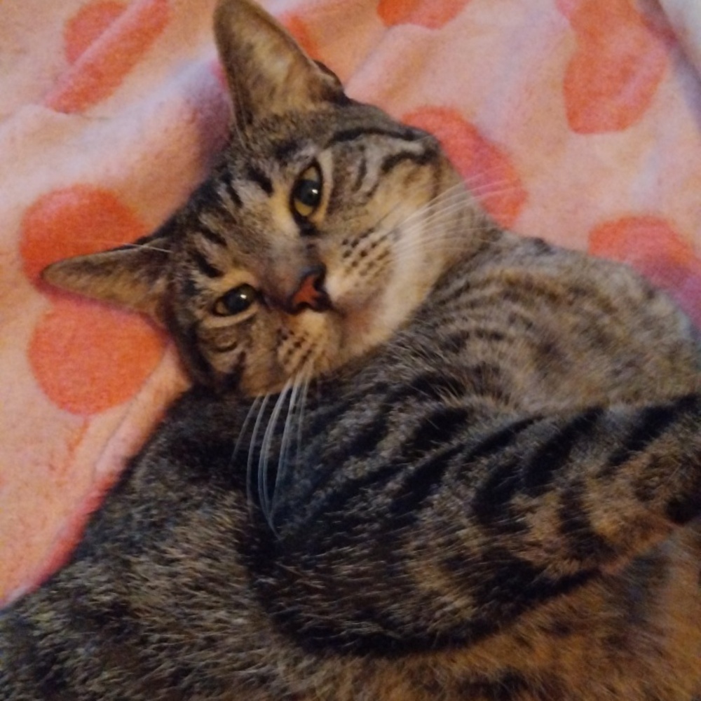 Meet your Posher, Cherie